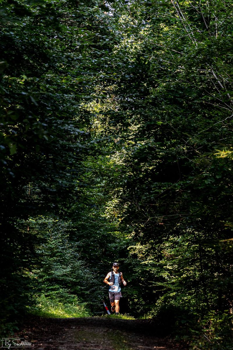 UTDS -73K - forêt ardennaise
